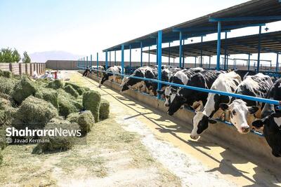 آغاز توزیع اضطراری ۲۶ هزارتن نهاده دامی از انبار ذخیره پشتیبانی امور دام خراسان رضوی