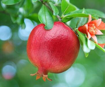  پیش‌بینی برداشت بیش از ۸ هزار تن انار از باغات شهرستان خاتم