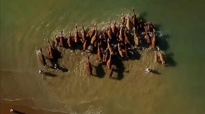 حمام شترها در آب‌های خلیج فارس