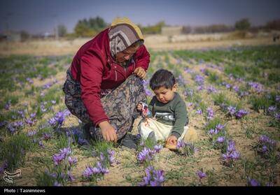  بورس کالا، مزرعه دوم زعفران ایران؛ 24 همت طلای سرخ در بازار سرمایه - تسنیم