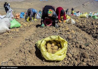 اشتغالزایی در مزارع سیب زمینی فیروزکوه
