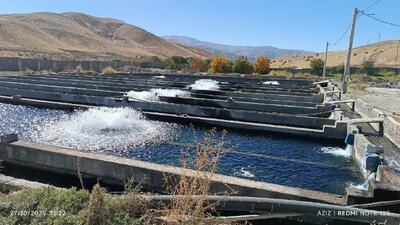  تولید ۴۰ تن ماهیان سردابی در دلفان