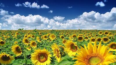  پیش‌بینی برداشت بیش از ۳۵ تن تخم آفتابگردان در هشترود