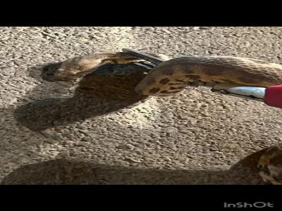  فیلم/ مهار مار سمی افعی گرزه در منزل مسکونی ایلام