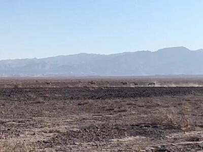 احیای جمعیت گور ایرانی در پارک ملی کویر