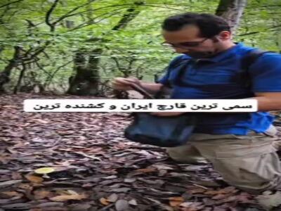 سمی‌ترین و کشنده‌ترین قارچ جنگل‌های هیرکانی