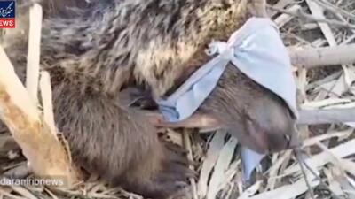  نجات خرس قهوه‌ای از تله