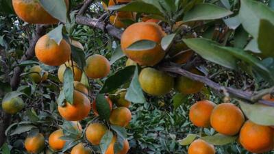  برداشت نارنگی در هاشم‌آباد گرگان