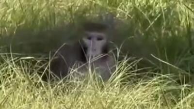  واژگونی کامیون میمون‌های مبتلا به ویروس‌ در آمریکا