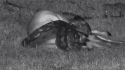  صحنه ای عجیب از پاره شدن شکم مار پیتون پس از بلعیدن ایمپالا