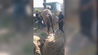 نجات یک اسب از عمق چاه ۱۸ متری توسط اهالی یک روستا؛ اسب زنده و سالم نجات پیدا کرد (فیلم)