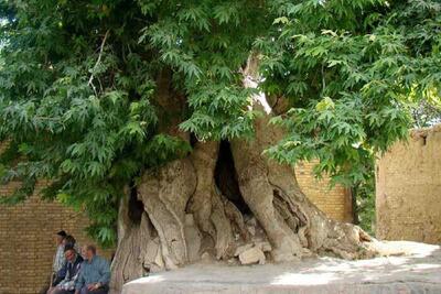  درخت ۴۵۰ ساله نطنز زنده می‌ شود