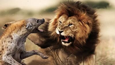  شیر نر شجاعانه به دسته کفتارها حمله کرد (فیلم)