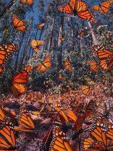 تصاویری حیرت‌انگیز از مهاجرت پروانه‌های نارنجی!