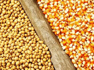  نهاده های دامی اسیر کمبود ارز یا فقدان مدیریت