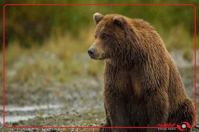  خرس قهوه‌ای سالم به زیستگاه طبیعی خود بازگشت