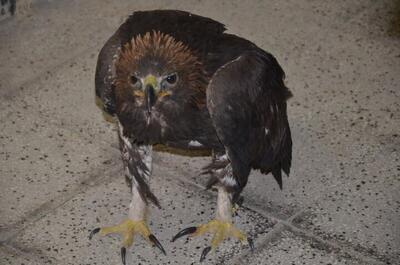  کشف یک بهله پرنده شکاری کمیاب در دامغان