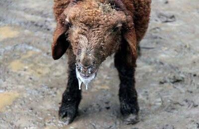  ۳۶ میلیون دام علیه بیماری‌ها واکسینه شدند/ هیچ خللی در تولید واکسن وجود ندارد