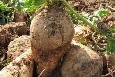  حرکت مؤسسه تحقیقات چغندر قند به‌سوی تحقیقات آینده‌نگر با محور اصلاح الگوی مصرف