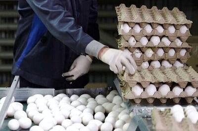  وزیر کشاورزی: قیمت تخم‌مرغ منطقی و مطابق بازار است