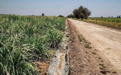 کاهش ناگهانی آب، مزارع هفت‌تپه را در آستانه خشکی قرار داد