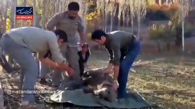 ببینید | نجات خرس قهوه‌ای از تله توسط محیط‌بانان