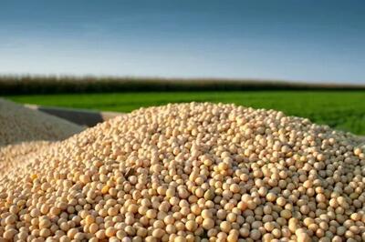  آغاز خرید تضمینی دانه سویا در گلستان با نرخ ۴۳ هزار تومان