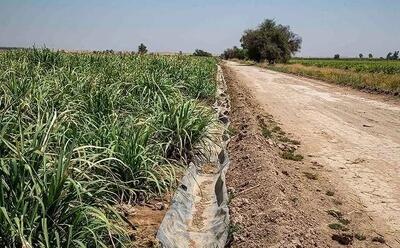  کاهش ناگهانی آب، مزارع هفت‌تپه را در آستانه خشکی قرار داد