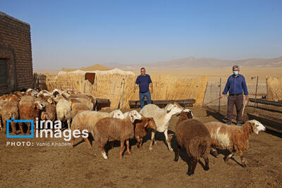  یک مسوول در دامپزشکی خراسان رضوی: دامداران از ورود دام با منشاء نامشخص خودداری کنند