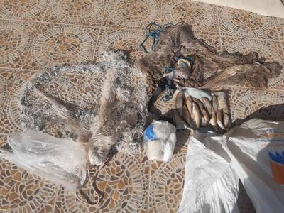  دستگیری ۲ صیاد غیرمجاز در قزوین