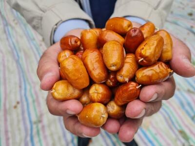  توسعه باغات سنجد؛ تجربه موفق در اصلاح الگوی کشت پیرامون دریاچه ارومیه+فیلم