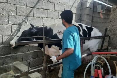  تامین ۶ میلیون دوز واکسن برای مقابله با سویه‌ جدید تب برفکی