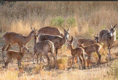  کاهش منابع آبی، جدی‌ترین تهدید برای حیات‌وحش جزایر دریاچه ارومیه