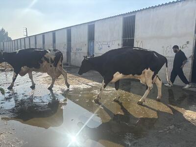  توقیف محموله قاچاق دام آلوده در مازندران