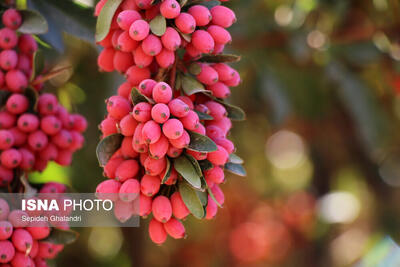  خراسان جنوبی بیش از ۹۸ درصد زرشک جهان را تولید می‌کند