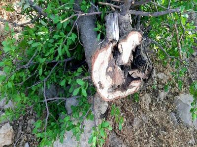  ۶۴ هکتار از جنگل‌های ایلام درگیر آفت لورانتوس است/ پاکسازی مکانیکی در سه شهرستان