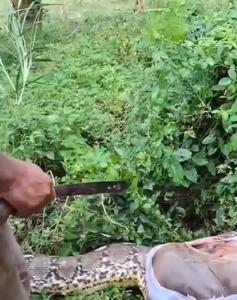  فیلم شکار مار بزرگ با شکار گوساله در بدن