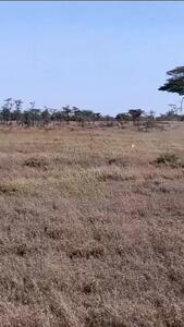  فیلم لحظه پرهیجان تعقیب و شکار گرازها توسط شیرها