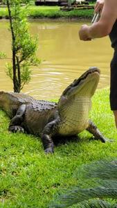  فیلم تمساح رام در ایالت جنوبی آمریکا غذا می‌گیرد و نوازش می‌شود