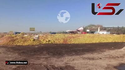 دریاچه‌ای که تشنه مرد، تا سیب‌ها سیراب بمانند/ الگوی کشت در ایران، قاتل است !  + فیلم