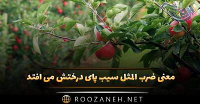  معنی ضرب المثل سیب پای درختش می افتد + داستان و انشا