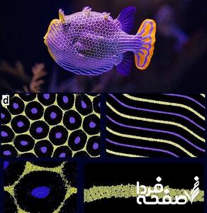  راز شکل‌گیری الگوهای طبیعی روی پوست حیوانات