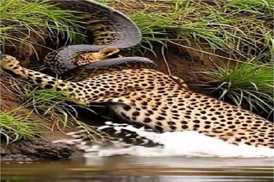  مستند حیات وحش؛ استقامت ستودنی پلنگ برای رهایی از حلقه مرگ پیتون