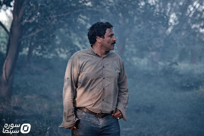 «در آغوش درخت» به جشنواره زوریخ سوئیس راه یافت - سوره سینما