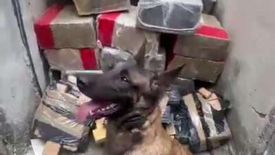  عملیات کشف مواد مخدر توسط سگ های پلیس در ریودوژانیرو