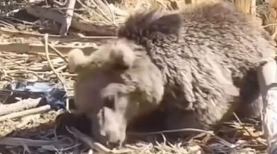  پذیرایی از خرس گرفتار در تله کشاورزان مازندرانی با آب و عسل