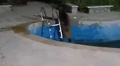  تصاویر گراز وحشی در استخر خانه ویلایی!