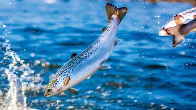  ظرفیت تولید ماهیان سردآبی در لرستان به ۶۰ هزارتن افزایش می‌یابد