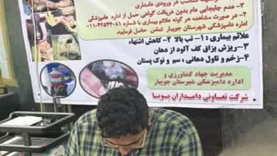  توصیه به دامداران؛ پایش و هشدار مستمر علیه بیماری تب برفکی در جویبار