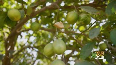  فصل انتشار رایحه لیمو در سراسر استان فارس + فیلم